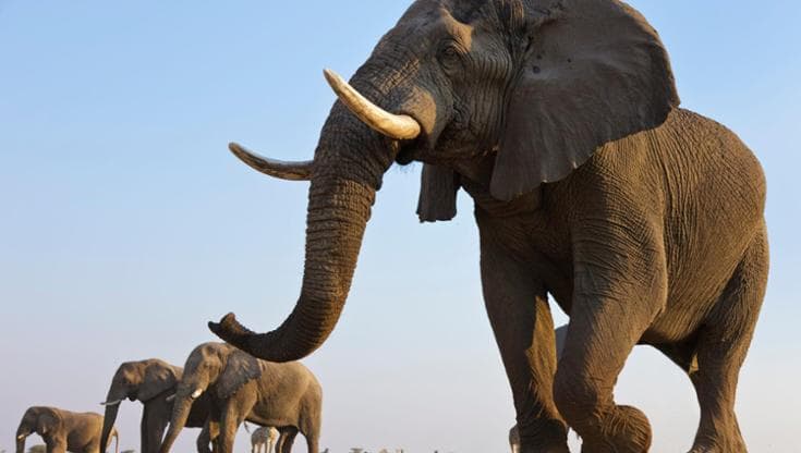 Wwf: "Elefanti africani a rischio estinzione"