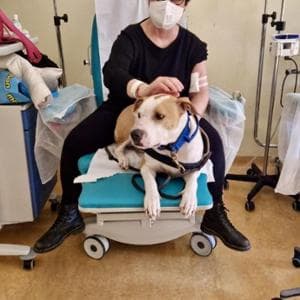 La chemioterapia con la pitbull Aria: e l’ansia e la paura scivolano via