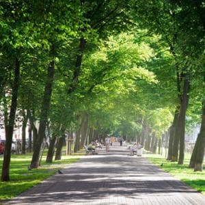 Emissioni zero 2030: per le città europee piantare alberi non basterà più