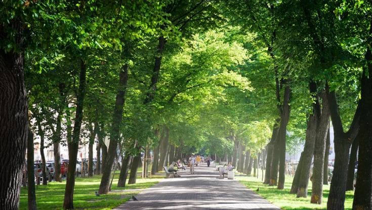 Riforestare le città potrebbe non bastare più abbattere le emissioni entro il 2030
