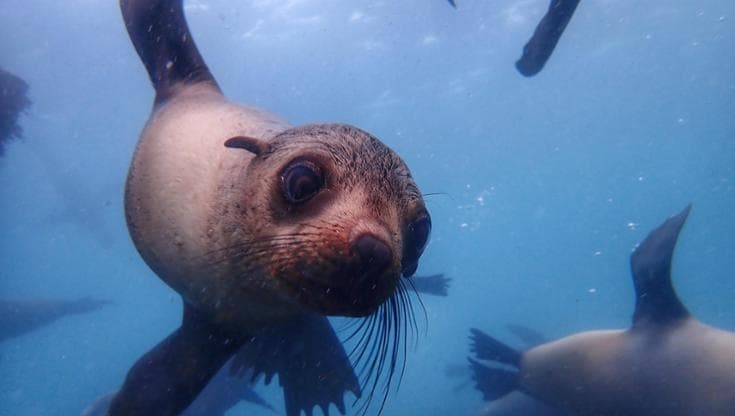 (foto: Phillip Island Nature Parks)
