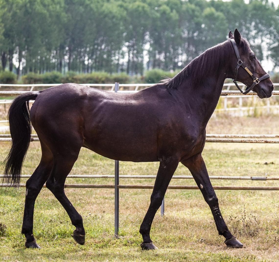 È morto a 31 anni il cavallo Varenne, il “Capitano” dei record del trotto - La Stampa