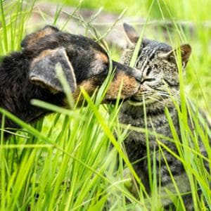 Cani e gatti, come scegliere l’antiparassitario giusto