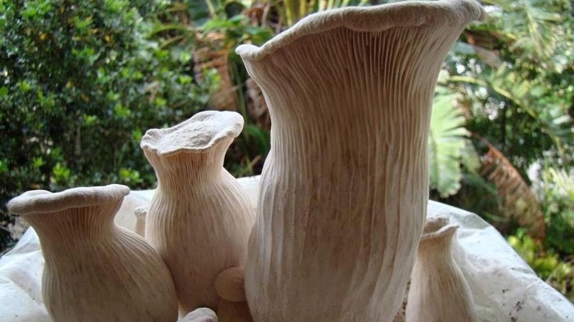 Pleurotus nebrodensis