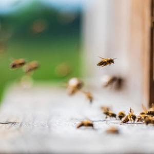 Così il glifosato disturba le api e minaccia gli alveari