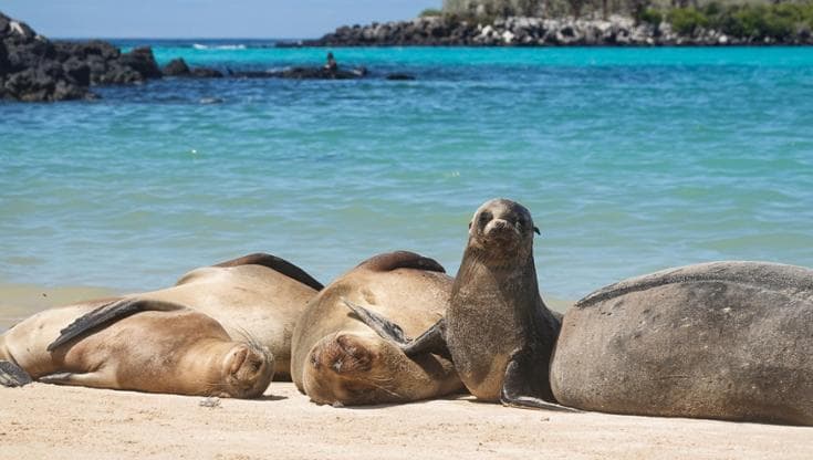 Leoni marini sull'isola di Santa Fe, nelle Galápagos