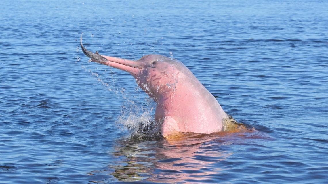 Un delfino rosa in Amazzonia (foto: Getty Images/imageBROKER RF)