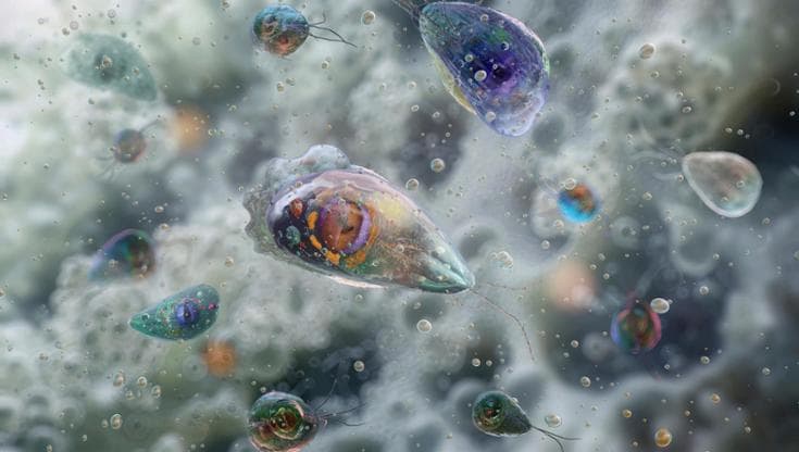 Una immagine del parassita Naegleria fowleri, l'ameba mangia cervello