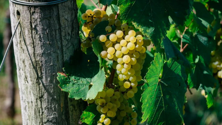 La cantina al confine con la Slovenia dove la muffa (nobile) rende grandi i vini del Collio