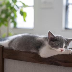 Il tuo gatto sta bene? Scoprilo con il questionario