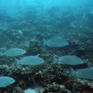 Addio al 10% di coralli duri nel mondo. "Barriere al collasso, ma possiamo ancora salvarle"