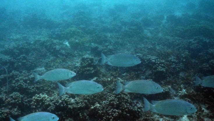 Addio al 10% di coralli duri nel mondo. "Barriere al collasso, ma possiamo ancora salvarle"