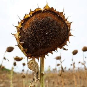 L’Onu ammette la sconfitta: “Inevitabile superare gli 1,5 gradi di riscaldamento globale”