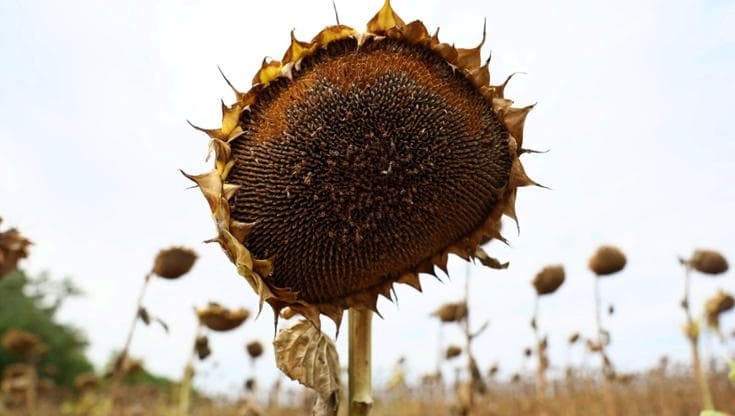 L’Onu ammette la sconfitta: “Inevitabile superare gli 1,5 gradi di riscaldamento globale” 125641116 f13b22c4 ecb9 4c68 85d8 7d35f0cc6f7e