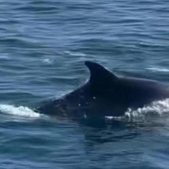 Un guardiano tech per salvare balene e delfini