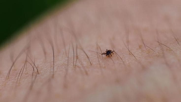 Fa sempre più caldo, così le zecche salgono in quota 110808251 698ec30c eb9c 4d2a bc1e ec9b6a2ad5dc