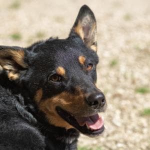 Quando un cane abbatte le sbarre invisibili: il laboratorio in carcere con Lilli, Plinio e Musetta
