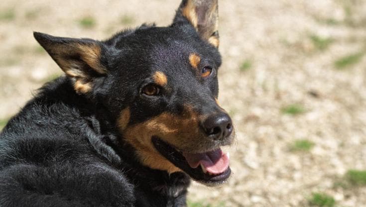 Plinio, uno dei cani che ha partecipato all'iniziativa