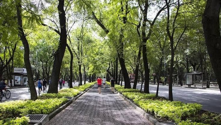 La strategia della riforestazione urbana va rivista secondo uno studio cinese