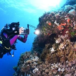 Il microbioma, la "sentinella" invisibile che può salvare le foreste marine