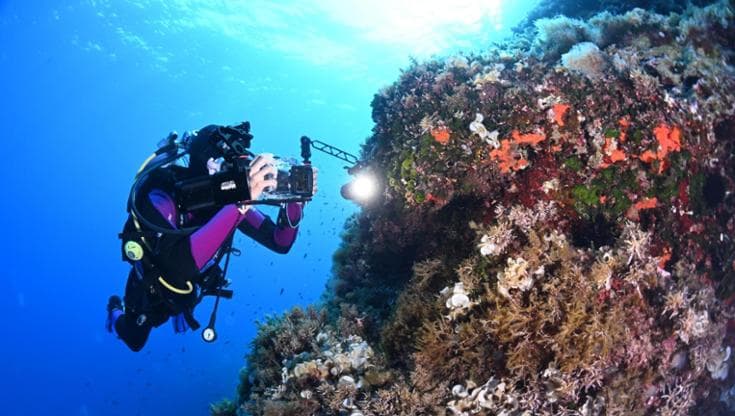 Il microbioma, la "sentinella" invisibile che può salvare le foreste marine