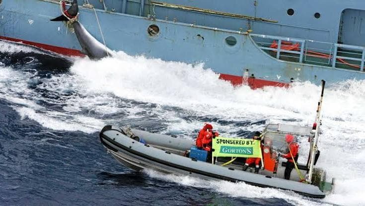 Attivisti di Greenpeace all'assalto di una baleniera giapponese