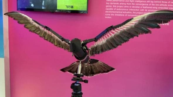 Piume vere e aspetto da aquila: ecco il robot che batte le ali