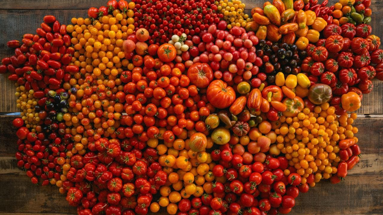Il nerd dell’agricoltura che in Puglia coltiva 240 pomodori diversi e con uno chef li porta a tavola