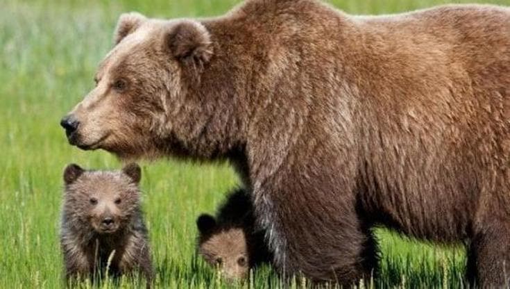 Anche un bicchiere di Montepulciano può salvare l’orso abruzzese