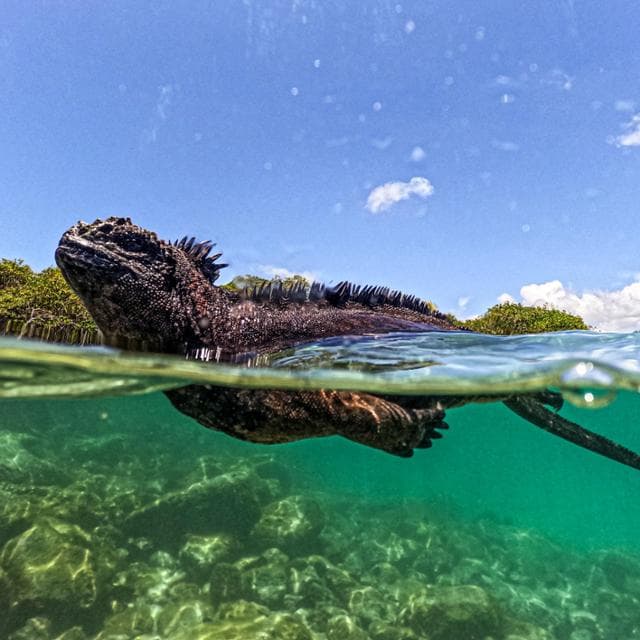 Così El Niño minaccia la biodiversità delle Galápagos