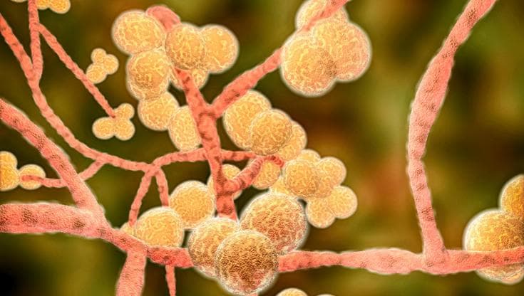 Un'immagine del fungo unicellulare Candida auris