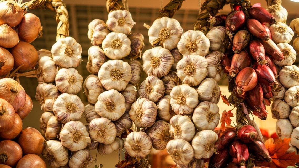 Aglio raccolto in Toscana
