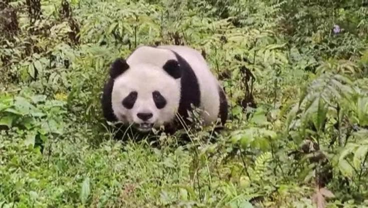 L'incontro con il panda gigante che vive libero nei boschi