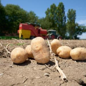 Patate più piccole e più care: la crisi dovuta al cambiamento climatico