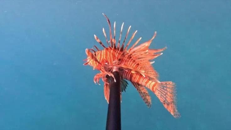 Specie invasive, in Croazia caccia al pesce scorpione
