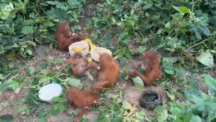 Bracconaggio: 5 cuccioli di orango salvati in India
