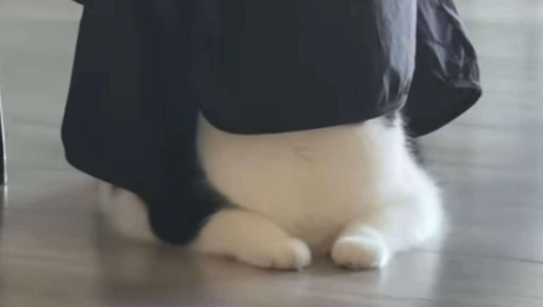 Chopper si copre la testa e pensa di essere invisibile: il gatto che gioca a nascondino come un bambino