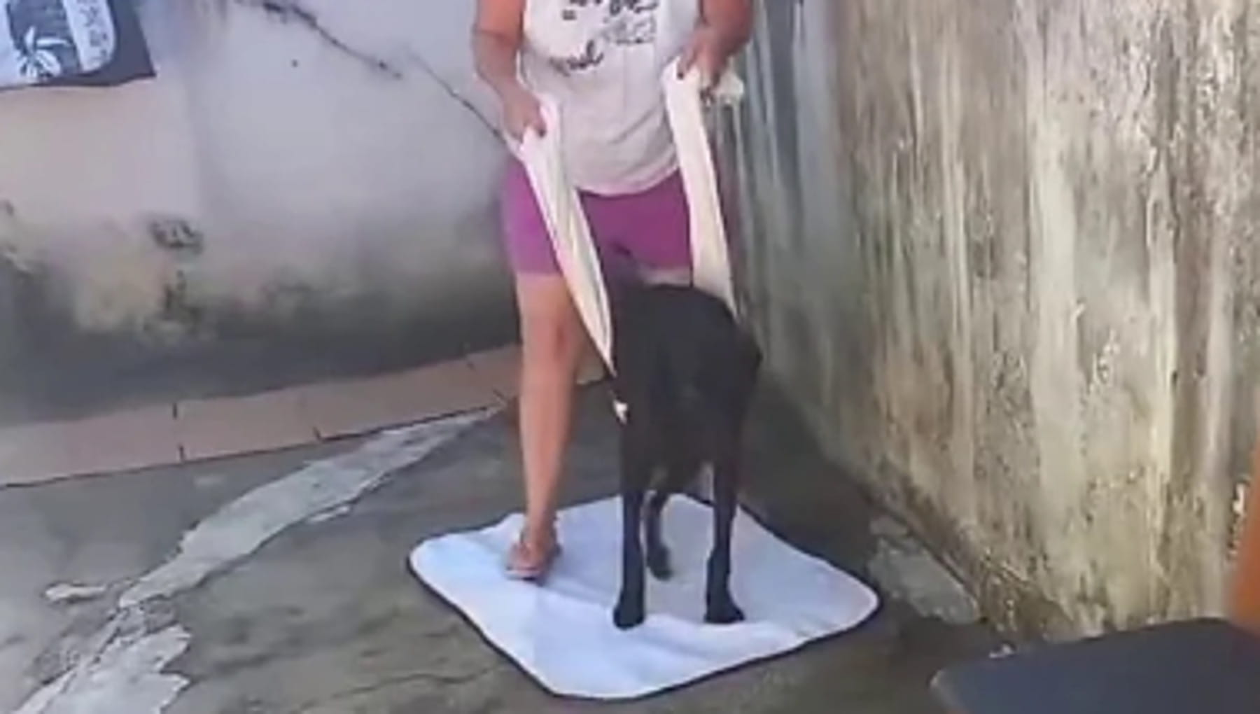 Lençol ha perso una zampa ma è tornato a correre: la vita di questo cane è riniziata con un lenzuolo