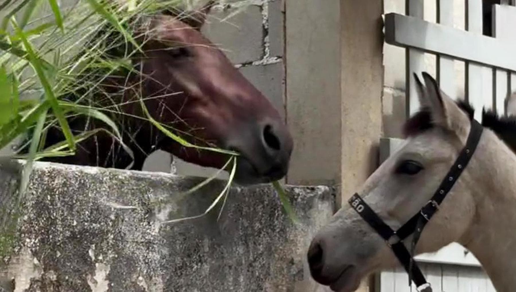“Se racconto questa storia nessuno mi crederà”, il tenero gesto del cavallo Querubim sorprende tutti