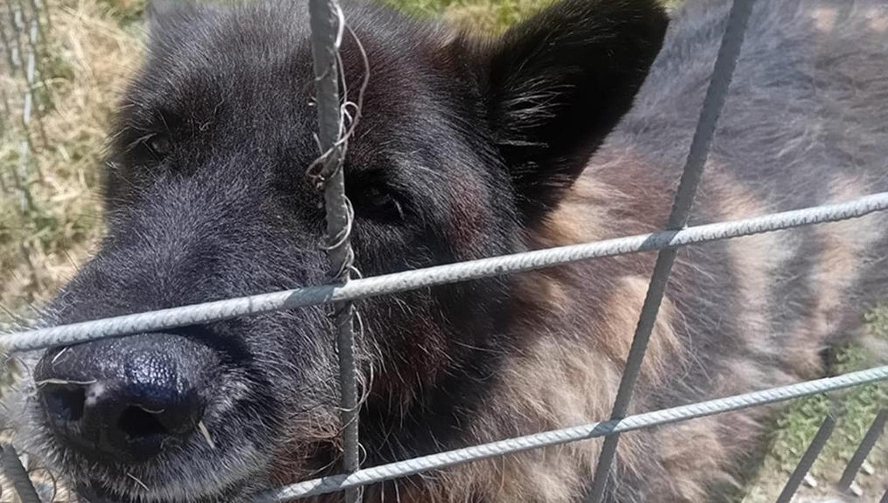 “Non sono più un cucciolo, ma posso ancora amarvi”. Il cane Gioacchino aspetta da quattro anni