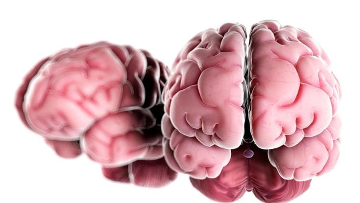 Non abbiamo un solo cervello, ma due: verso una svolta per la cura delle malattie neurologiche