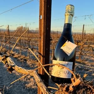 La rinascita della Spergola, il vino storico che Matilde di Canossa donò a Gregorio VII