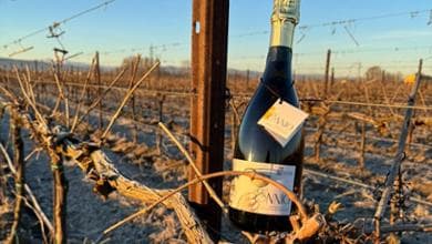 La rinascita della Spergola, il vino storico che Matilde di Canossa donò a Gregorio VII