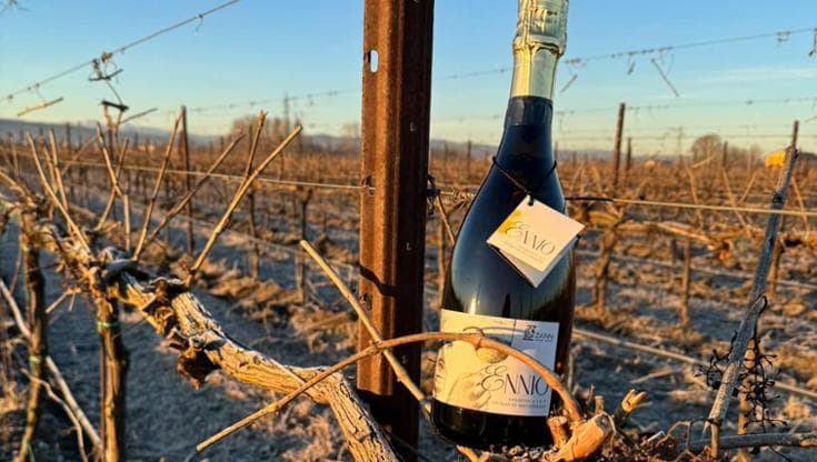 La rinascita della Spergola, il vino storico che Matilde di Canossa donò a Gregorio VII