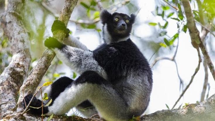Questi lemuri cantano come dei soprano | Video