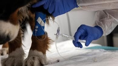 Tumore di cani e gatti, non più una condanna: le terapie ci sono ma attenzione a cinque segnali