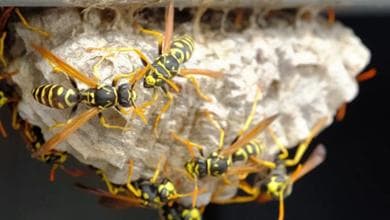 Vespe e calabroni al picco stagionale: come affrontare le specie davvero pericolose