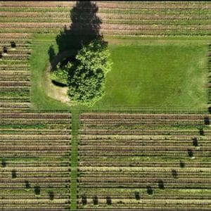 Agroforestazione e specie resistenti, così la vite resiste al riscaldamento globale