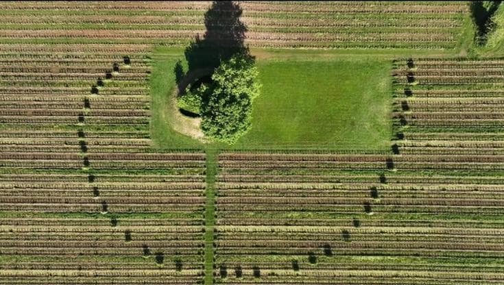 Il vigneto Mosnel in provincia di Brescia