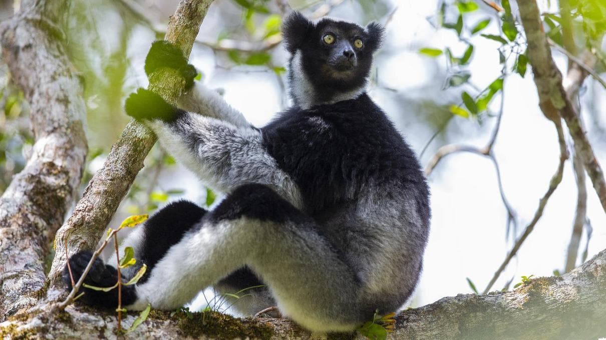 I lemuri sanno cantare come soprano